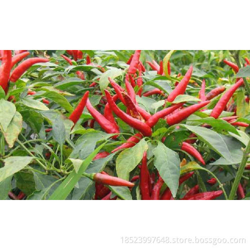Dried Healthy Spicy Facing-sky Chilli Pepper